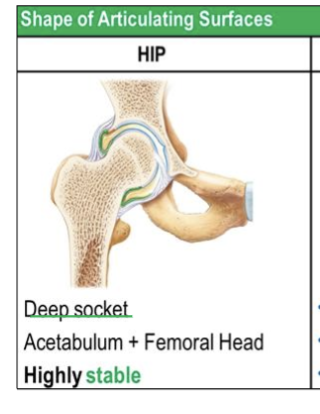 <p>Provides <strong>more stability</strong> and less mobility.</p><p>(ex- hip joint (acetabulum)a  + femoral head)</p><p></p><p>Highly <strong>stable</strong></p>