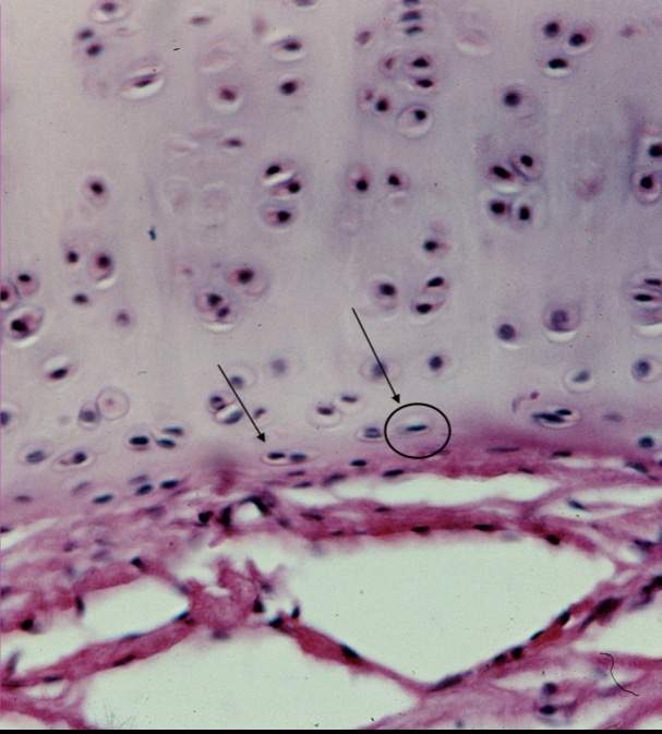 <p>Condroblasto</p>