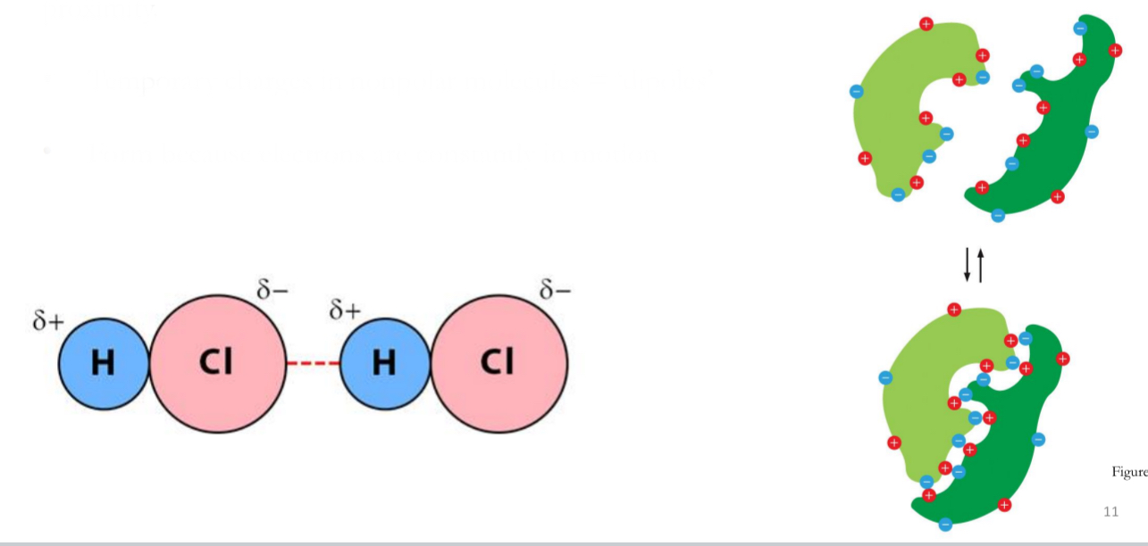 <ul><li><p>Weak and nonspecific interaction between two atoms in close proximity.</p></li><li><p>Temporary charges in nonpolar molecules = ‘dipoles’</p></li><li><p>Form because electrons are constantly in motion</p></li></ul><p></p>