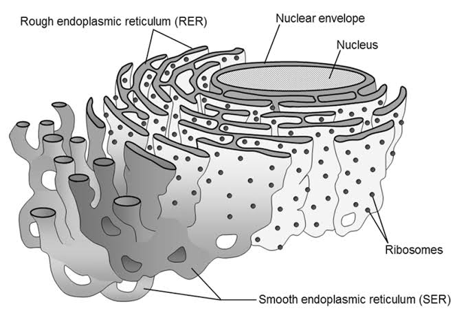 Increases internal surface area of cell
Makes, stores and transports carbohydrates, proteins and lipids
