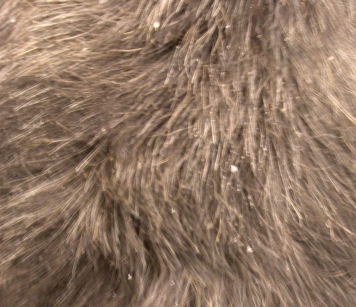 <ul><li><p><strong>Excoriation: </strong>self-induced erosions/ulcers</p><ul><li><p>scratch </p></li></ul></li><li><p><strong>Seborrhea: </strong>dandruff</p><ul><li><p>sicca - dry</p></li><li><p>oleosa - oily</p></li></ul></li><li><p><strong>Erosion: </strong>shallow epidermal defect, heals without scarring</p></li><li><p><strong>Ulcer: </strong>deeper defect exposing dermis, heals with scarring</p></li><li><p><strong>Fissure:</strong> linear crack through epidermis into dermis</p><ul><li><p>paw pads, noses</p></li></ul></li></ul><p></p>