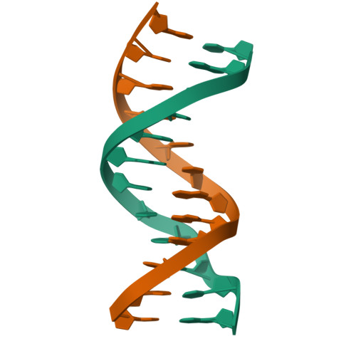 <p>twisted-ladder shape of DNA formed by two strands</p>