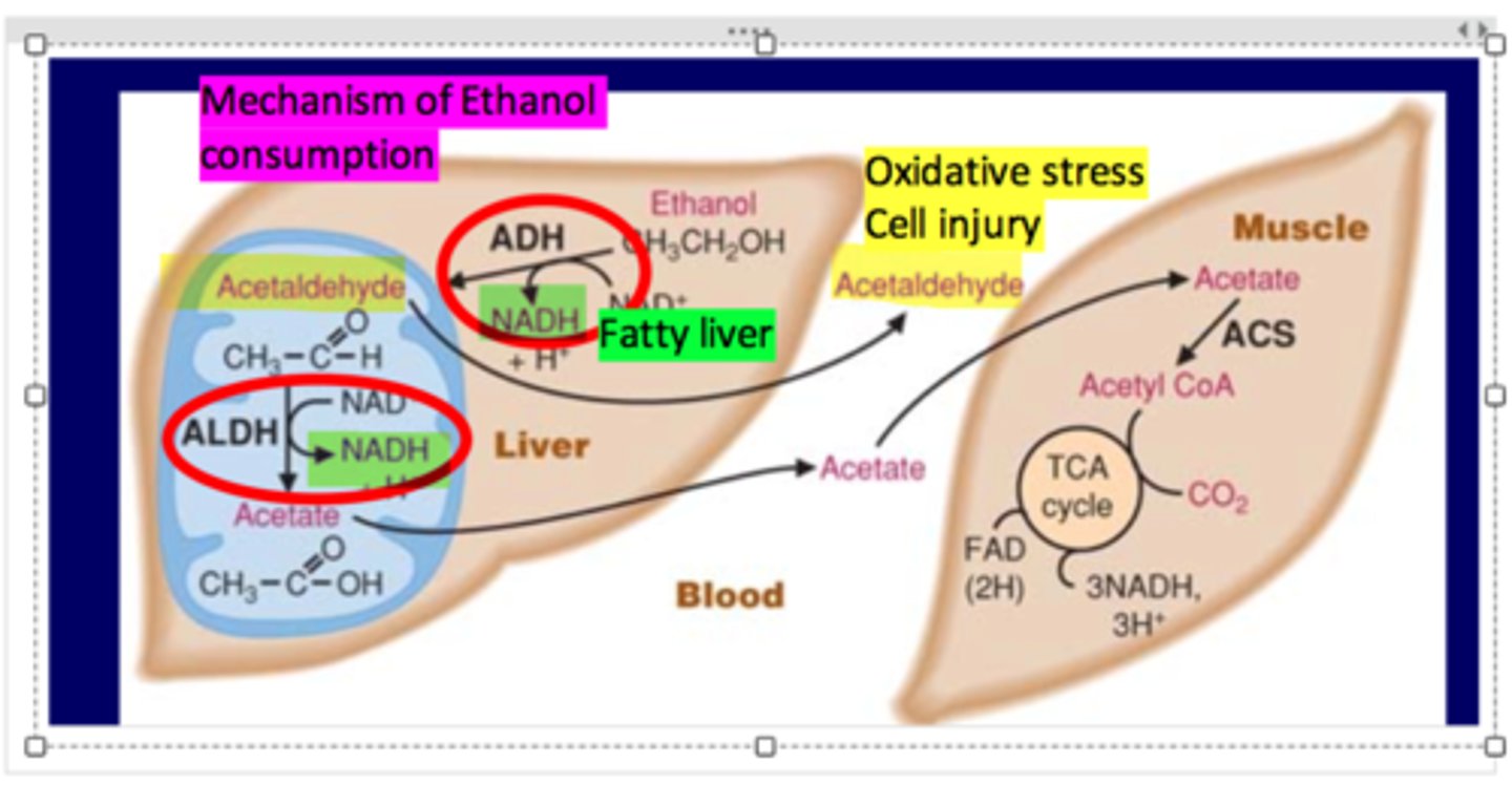 <p>ethanol --> acetaldehyde --> acetate (liver)<br>acetate leaks out to muscle->makes Acetyl CoA using ACS<br>acetaldehyde can also leak out into blood (toxic)<br><br>ethanol-->acetaldehyde uses ADH<br>acetaldehyde-->acetate uses ALDH</p>