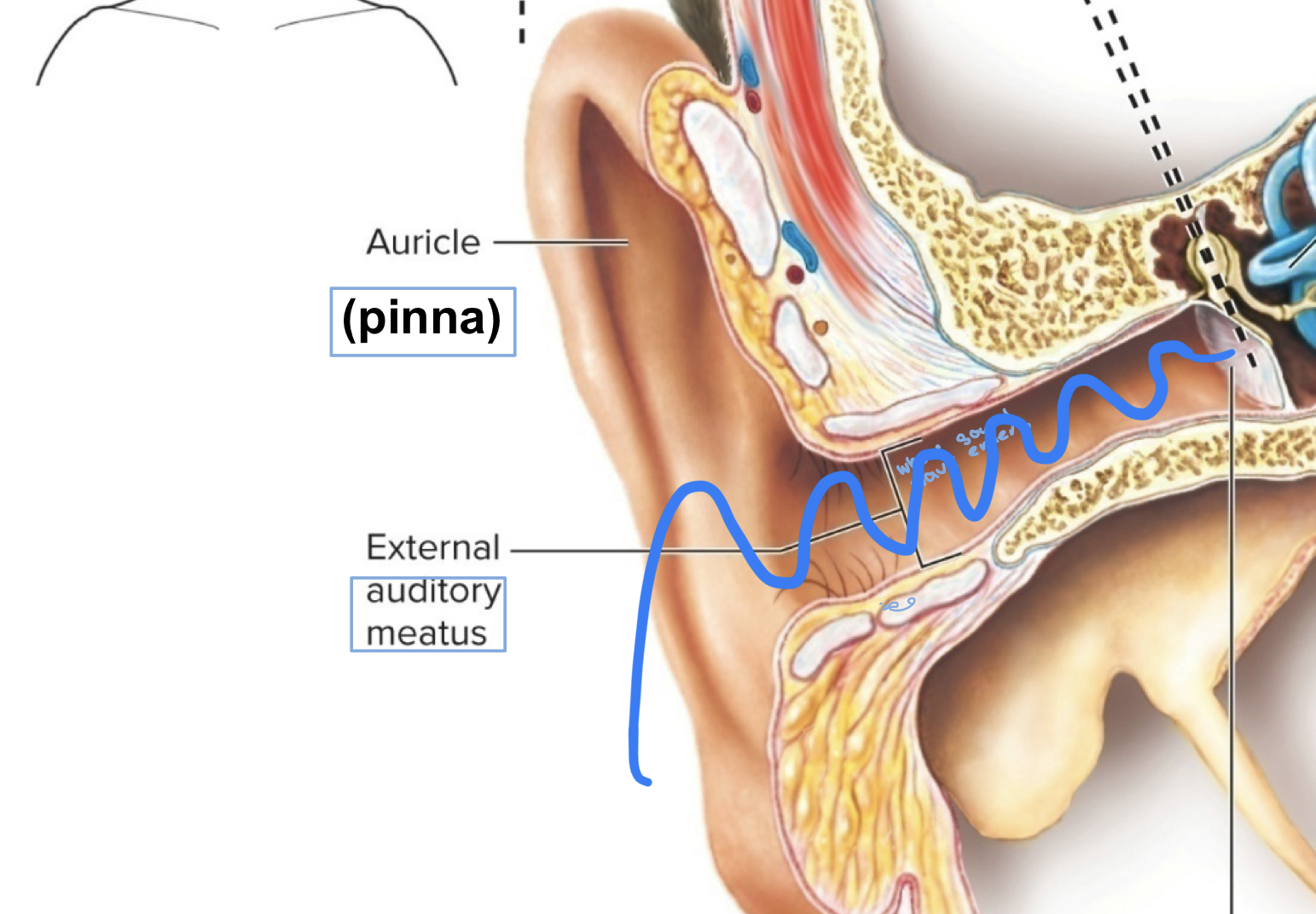 <p>the pinna and external auditory meatus</p><p>[aka the external ear, the part you can see]</p>