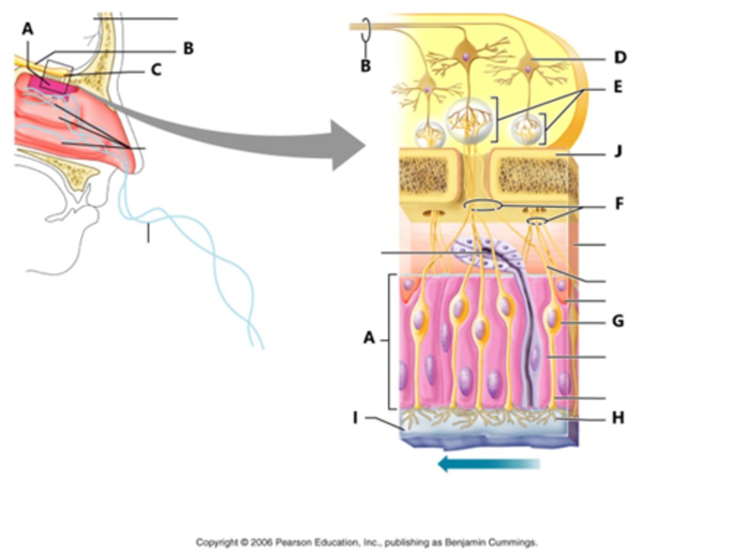 <p>bipolar, ciliated neurons, contain binding sites for odor molecules, axons pass through cribriform plate, get replaced every 60 days</p>