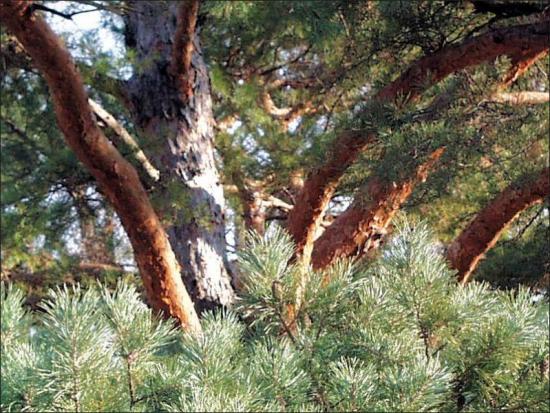 <p>Hard pine, 2 needles per group, short stiff needles, pointed imbricate buds, small cones with unarmed umbos, bark is rusty orange and papery especially on smaller branches&nbsp;</p>