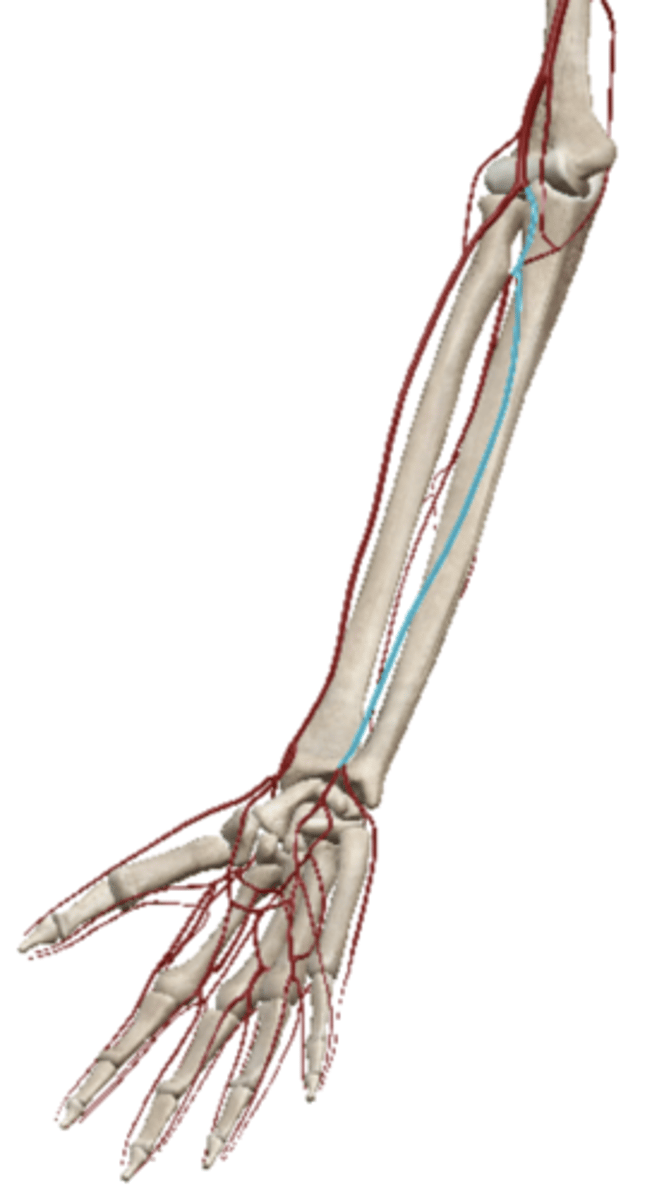 <p>Name this vein.</p>