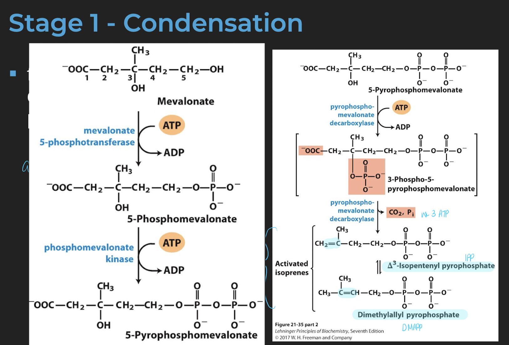 <p>Condensation</p><ul><li><p>from acetyl-CoA (C2) to mevalonate (C6)</p><ul><li><p>HMG-CoA reductase catalyzes the rate limiting step of cholesterol biosynthesis.</p></li><li><p>HMG-CoA reductase is an integral membrane protein</p></li><li><p>HMG-CoA reductase can be found in the ER and peroxisome</p></li></ul></li><li><p>from mevalonate (C6) to dimethylallyl pyrophosphate (C5) (Part 1)</p><ul><li><p>lose 1 carbon</p></li></ul></li><li><p>from mevalonate (C6) to dimethylallyl pyrophosphate (C5) (Part 2)</p><ul><li><p>adding phosphate facilitate decatrboxylation</p></li></ul></li></ul>