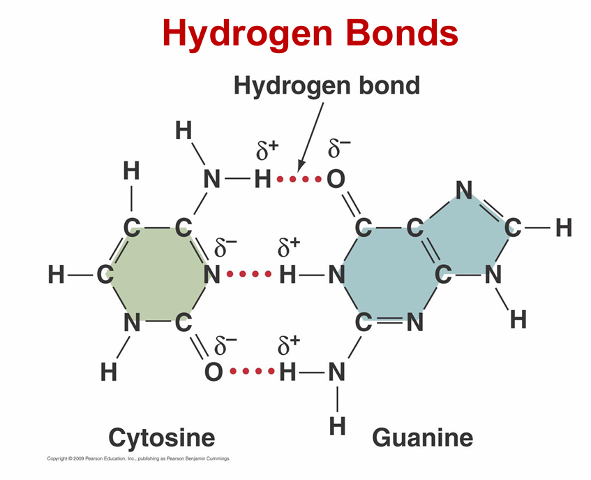 <p>– Not a true bond! Actually an<span style="color: red"><strong> Intermolecular force</strong></span></p><p>– Weak forces that combine with polar covalent bonds</p><p>– Electrical attraction between partially charged H+ and full or partial negative charge on different region of same molecule or another molecule</p><p>–<span style="color: red"> <strong>Weaker</strong></span> than covalent bonds but essential for life</p><p>• Many help to stabilize 3-D shapes of large molecules</p><p><strong>**anytime you see H+ bind to N, O, F, they can potentially create a hydrogen bond</strong></p><p><span style="color: red"><strong>VERY WEAK!!!</strong></span></p><p><span style="color: red"><strong>EX: PROTEINS, DNA</strong></span></p>