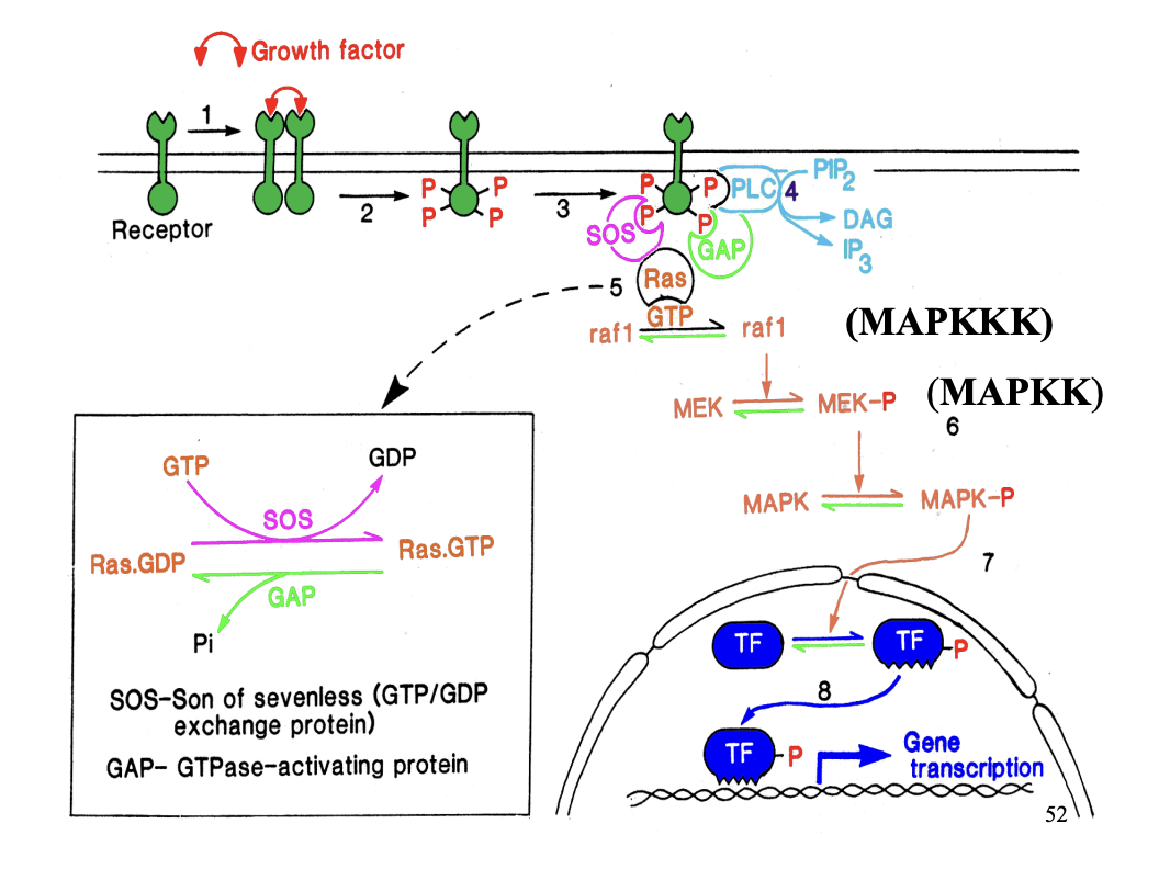 <ul><li><p>Ras activation is shortlived</p></li></ul><p>→ So needs to amplify the signal: <strong>phosphylation cascade</strong></p><ul><li><p>raf1 (kinases) MAPKKK</p></li><li><p>phosphylated MEK→ MEK-P (MAPKK)</p></li><li><p>phosphorylates MAPK→ MAPK-P (mitogen activator protein kinase)</p></li></ul><p>→ Inolved in cell proliferation and development response</p><ul><li><p>Transciptional changes!</p></li></ul><p></p><p></p>
