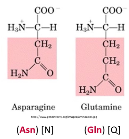 <p><span>Amide side chains (-CONH<sub>2</sub>) are uncharged, but can form Hydrogen bonds</span></p><p><span><strong>Glutamate, Aspartate</strong></span></p>