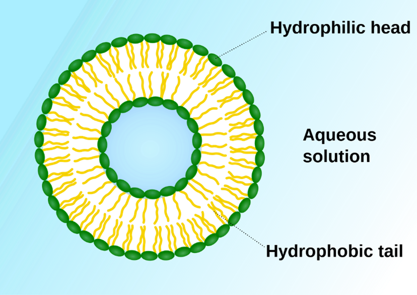 <p>It can help transport materials across the membrane that is stored in the aquaeous solution.</p>