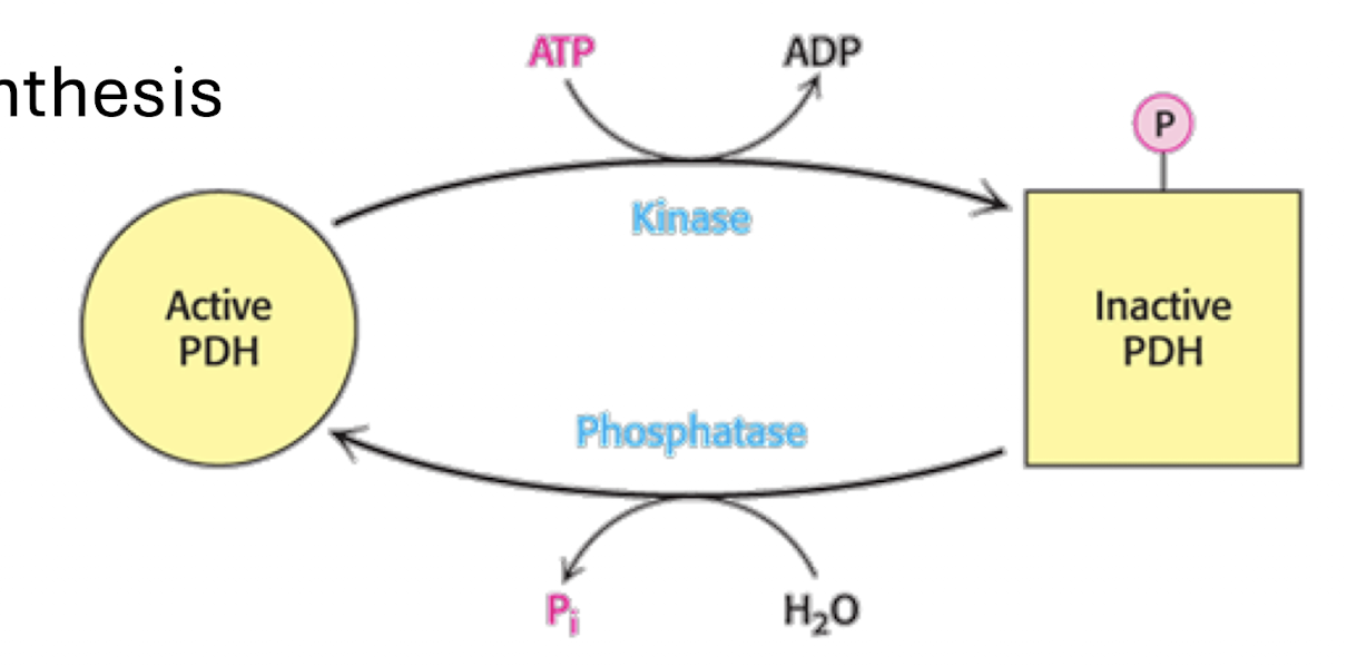 <p>Fed State (Insulin signaling)</p><p>PDH phosphatase activated (PDC gets dephosphorylated, activated)</p><ul><li><p>makes sense b/c body just ate and glucose is being broken down into energy</p><ul><li><p>Glucose present, it is used. Acetyl-CoA also used for fatty acid synthesis</p></li></ul></li></ul><p></p>