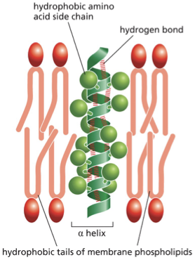 <p>hydrogen bonding is maximized if the polypeptide chain forms a regular alpha helix</p><ul><li><p>the alpha helix structure allows hydrophobic R-groups to be exposed while the backbone is shielded from the membrane </p></li><li><p>the hydrophobic side chains of amino acids forming the alpha helix make contact with the hydrophobic hydrocarbon tails of the phospholipid molecules</p></li></ul><p></p>