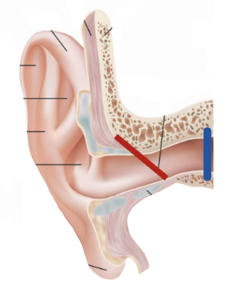 <p>What does the blue line in the outer ear mark?</p>