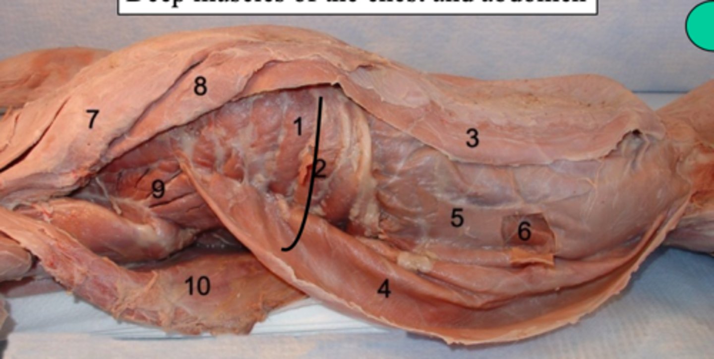 <p>what deep muscle of the chest and abdomen is number 4?</p>