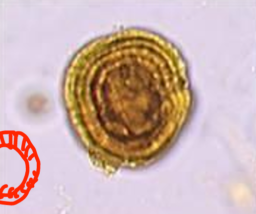 term image