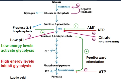 <p>Important enzymes:</p><p>Hexokinase - activated and deactivated by negative feedback </p><p>Phosphofructokinase - AMP activates this enzyme, fructose 2,6 bisphosphate (only in liver but biggest positive modulator of F6P to F16BP.&nbsp;</p><p>Pyruvate kinase</p><p>F16BP accumulation activates action of pyruvate kinase&nbsp;</p><p></p><p>Inhibition:</p><p>High ATP levels inhibit PFK and pyruvate kinase&nbsp;</p><p>Also low pH&nbsp;</p><p>Citrate accumulation inhibits PFK</p><p> </p>