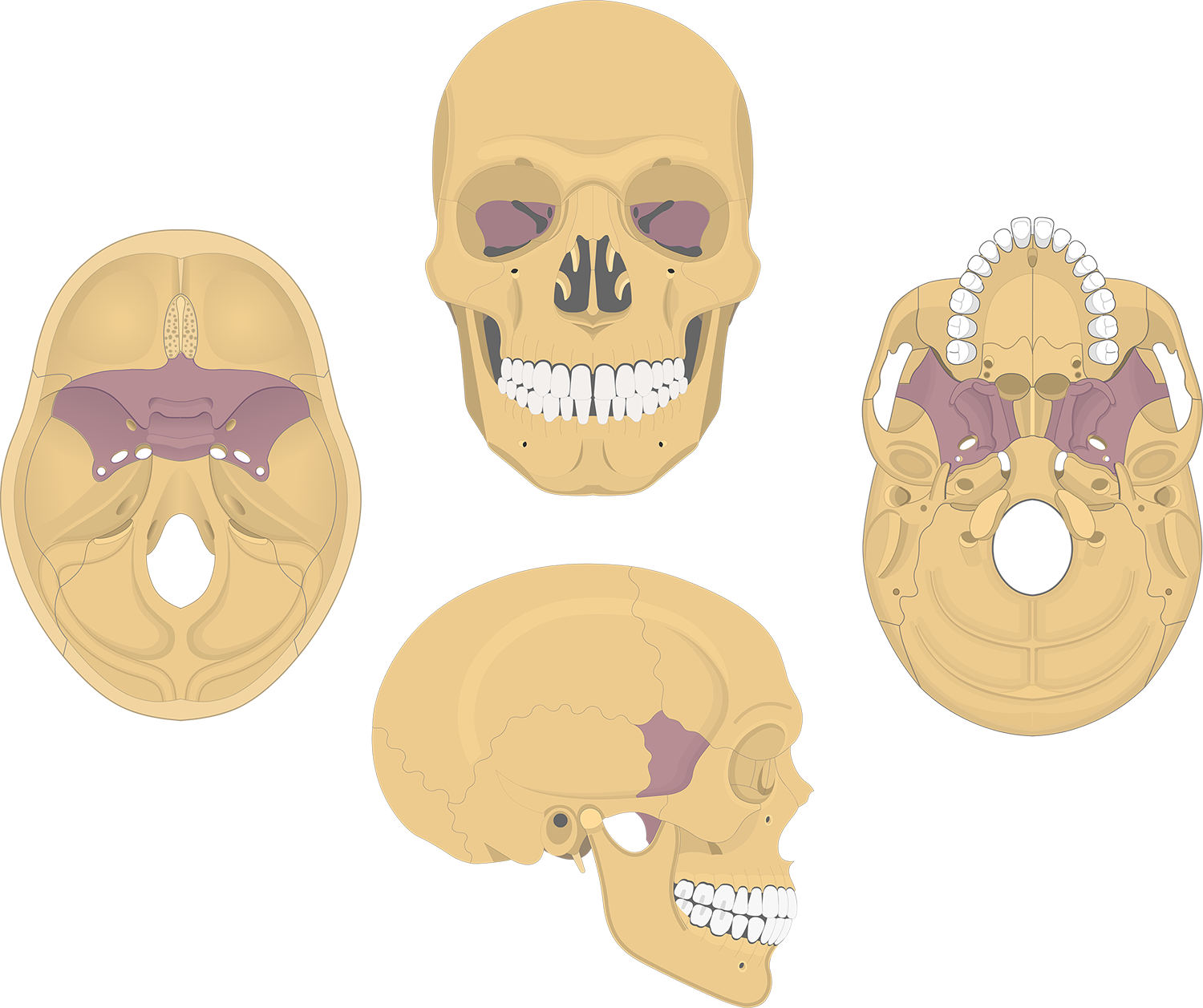 <p>middle part of the cranial base, called keystone as it holds the other cranial bones together</p>