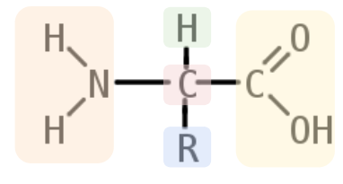 <p>amine group, alpha carbon(backbone sturcture in polypeptides), hydrogen atom, variable side chain, carboxyl group</p>
