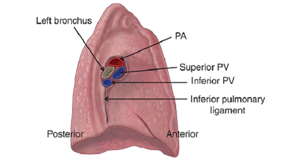 <p>midline region where the bronchi, blood vessels, and nerves enter and exit the lungs</p>