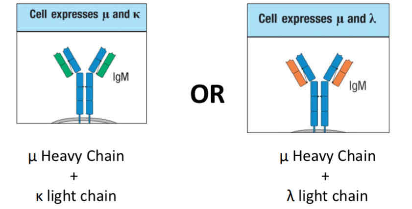 <p>You can make a B cell receptor with a heavy chain and one type of light chain (k or lambda) </p>