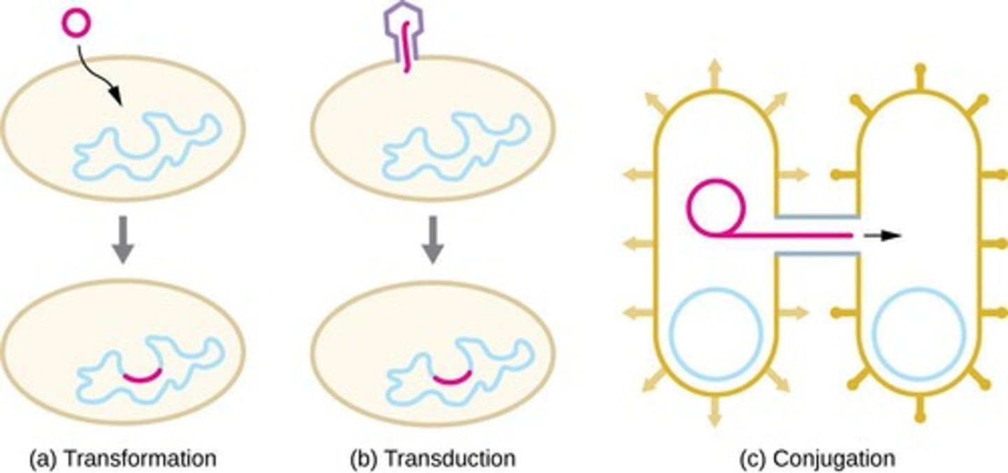 <p>Exchange of genetic material between DNA molecules.</p>