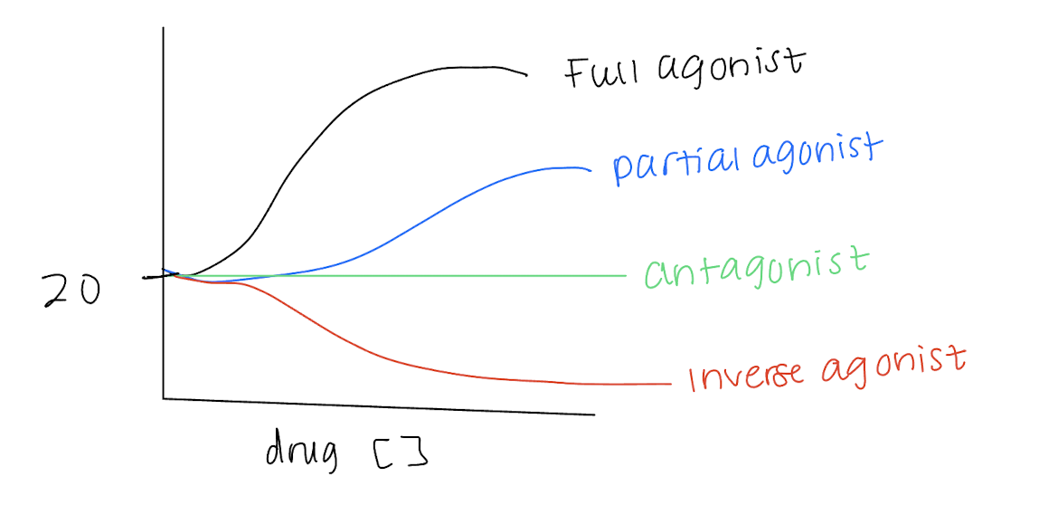 <p>Image to compare full agonist, partial agonist, antagonist, and inverse agonist </p>