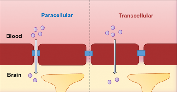 <p>Paracellular barrier </p>