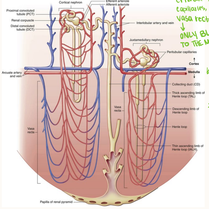 <p>The ______ _____ is the only blood supply to the medulla. Juxtamedullary nephrons have vasculature the whole way down the Loop of Henle</p>