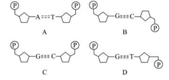 <p>As shown in the figure, the two deoxynucleic acids are connected by hydrogen bonds. Which of these figures is the correct one?&nbsp; Only one is correct.</p>