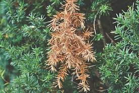 <ul><li><p>A condition that arises when plants are exposed to excessive salt concentrations in the soil, which can lead to dehydration and nutrient deficiencies. </p></li><li><p>Symptoms may include leaf burn, wilting, and stunted growth. </p></li><li><p>To mitigate salt damage, leach the soil with fresh water and improve drainage. </p></li></ul><p></p>