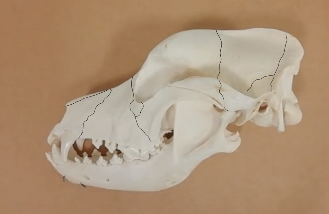 <p>Identify the structures labelled on the lateral view of the canine skull</p>