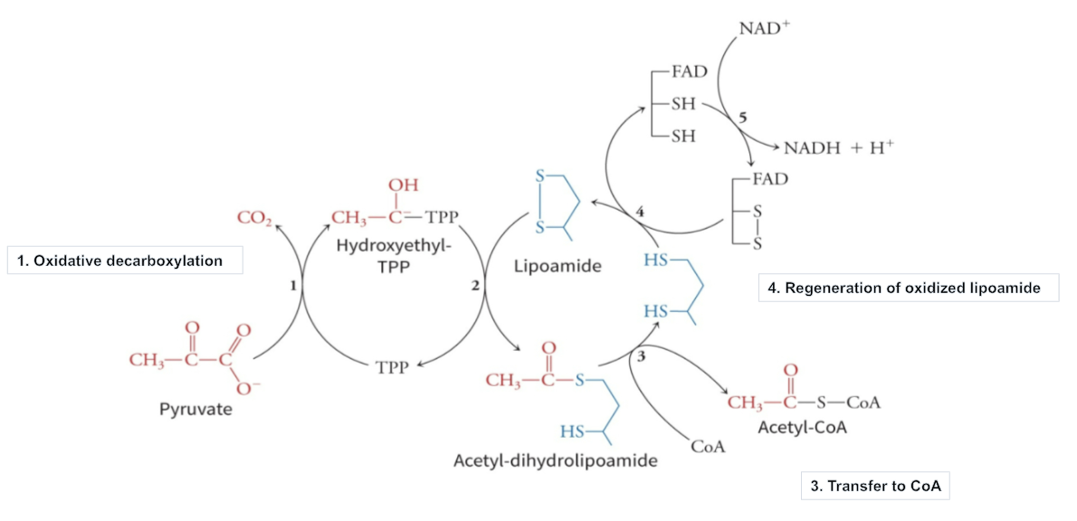 <p>What is described in the following image?</p>