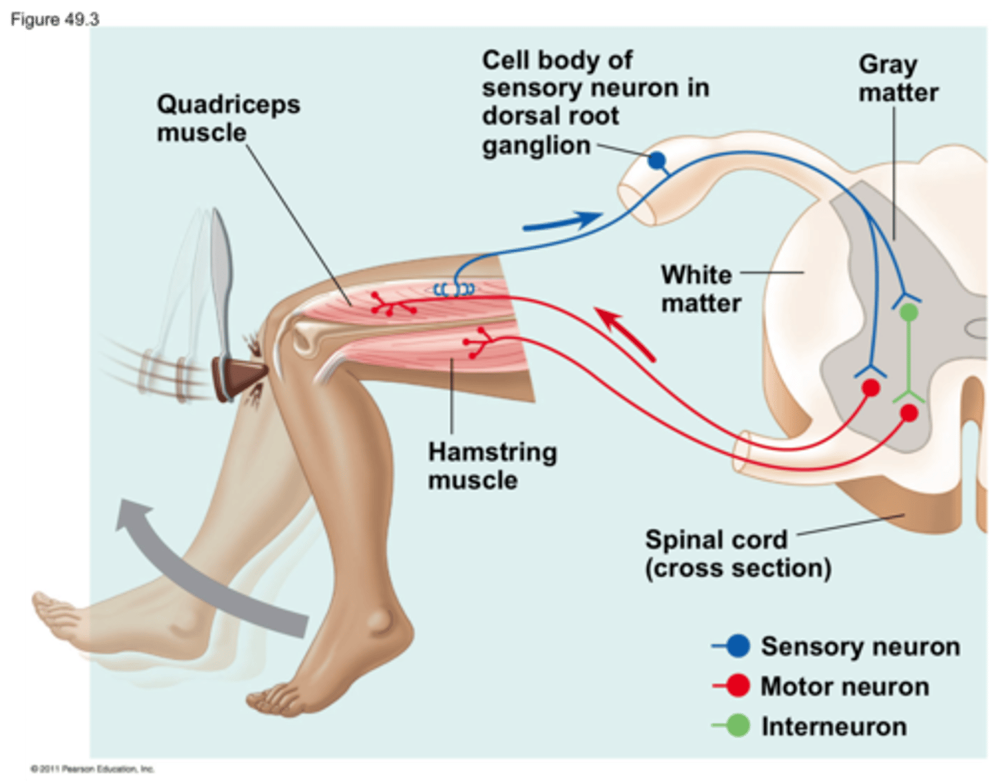 <p>Carries information from stretch receptors back to the central nervous system, telling it that the muscle was stretched. These are the somatosensory neurons.</p>