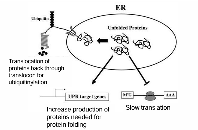 <ul><li><p>The RER can be flooded with unfolded proteins resulting from overproduction, delay in processing, exposure to toxins, denaturing, or lack of nutrients </p></li><li><p>This causes a risk of aggregation and cell death</p></li><li><p>The UPR is a response to this situation&nbsp;</p></li><li><p>First response: Try to restore normal function by slowing down new protein translation or removing unfolded proteins through ubiquitinylation&nbsp;</p></li><li><p>Second Step: Increase production of chaperone proteins assisting in folding&nbsp;</p></li></ul><p></p>