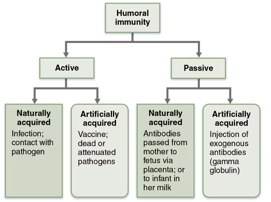<p><span style="color: red;"><strong>ACTIVE</strong></span> </p><ul><li><p><span><strong><span>Occurs when</span><u><span> </span></u><span>B cells encounter antigens and </span><u><span>produce specific antibodies</span></u><span> against them </span></strong></span></p></li></ul><p><span style="color: blue;">PASSIVE</span> </p><ul><li><p><span><strong><span>Occurs when </span><u><span>ready-made antibodies</span></u><span> are introduced into body</span></strong></span></p></li></ul><p></p>