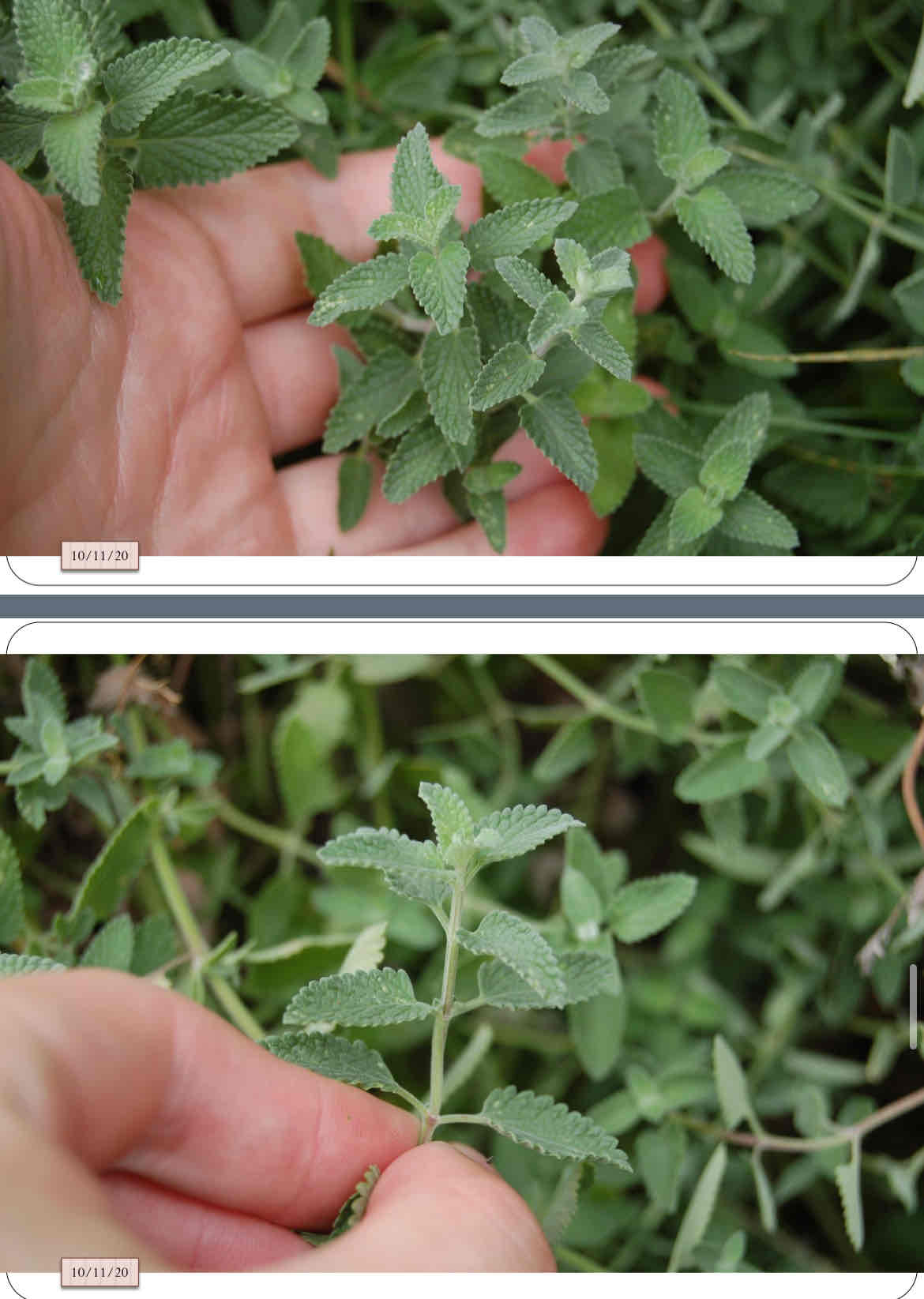 <p>aromatic, silvery foliage, square stems, long bloom period, ground cover, deer resistant</p>