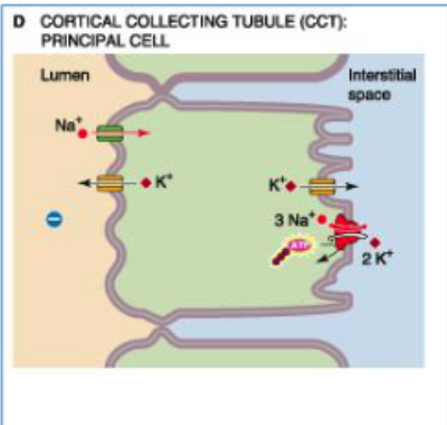 <p>epithelial na+ channels</p>