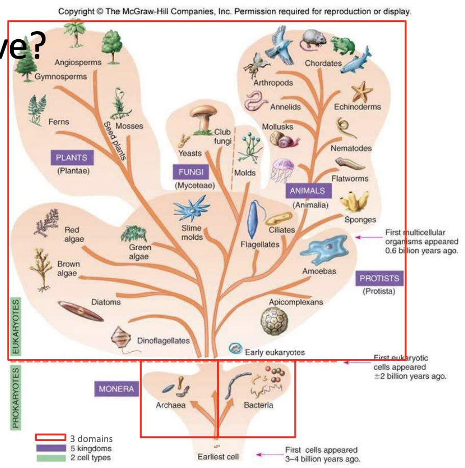 <p><strong>TRUE</strong></p><p>Bc the basis of the tree were genes encoding 16S rRNA and <u>viruses do not have ribosomal elements</u></p>