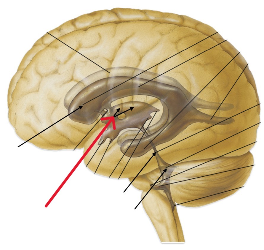 <p>Which part of the brain is:</p><ul><li><p>Looks like a distorted donut</p></li><li><p>At the midline of brain</p></li></ul><p></p>