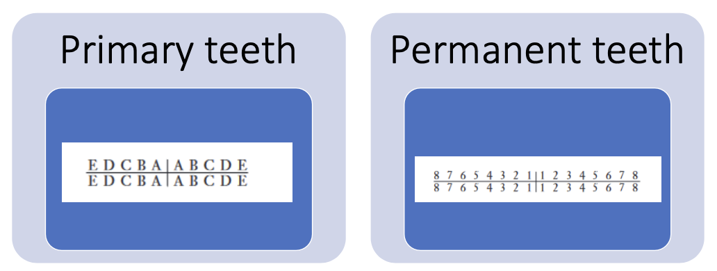 <p>Primary teeth : </p><ul><li><p>Maxillary &amp; Mandibular : A through E starting at the midline (incisors)</p></li></ul><p>Permanent teeth : </p><ul><li><p>Maxillary &amp; Mandibular : 1 through 8 starting at the midline (incisors)</p></li></ul><p><strong><u>THE NUMBER OF THE TOOTH IS WRITTEN IN AN ANGLE ACCORDING TO THE QUADRANT IT IS IN</u></strong> </p><p>⎡ : lower left</p><p>⎤: lower right</p><p>⎣ : upper left</p><p>⎦: upper right</p><p></p>