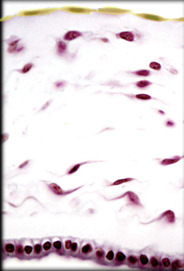 <p>Identify tissue by the image</p>