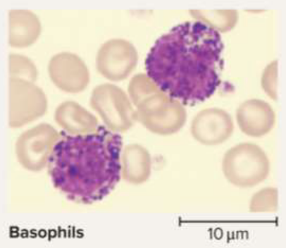 <p>Basophils</p>