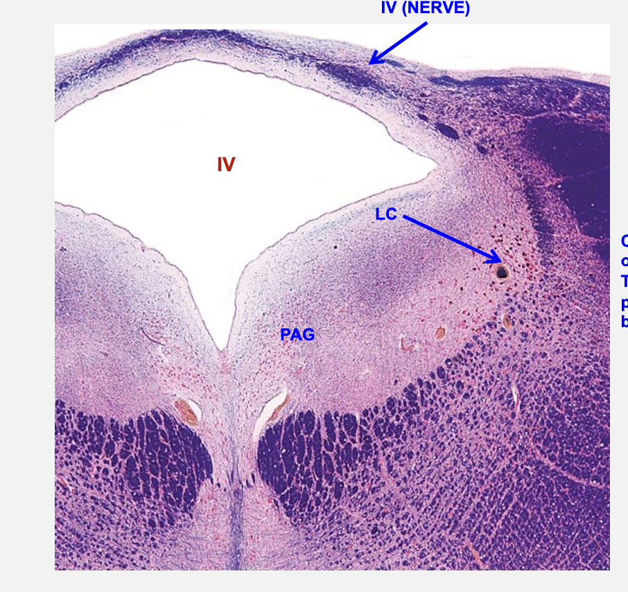 <p>primary source of norepinephrine to the brain; important for alerting responses </p>