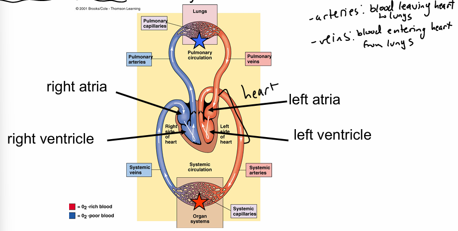 <ul><li><p>dual-pump system made of 4 chambers: left and right atria; left and right ventricles(stronger)</p></li><li><p>chambers on <strong>right </strong>pump deoxygenated blood through <strong>pulmonary circulation </strong>to lungs</p></li><li><p>chambers on <strong>left </strong>pump oxygenated blood through <strong>systemic circulation </strong>to body tissues</p></li></ul><p></p>