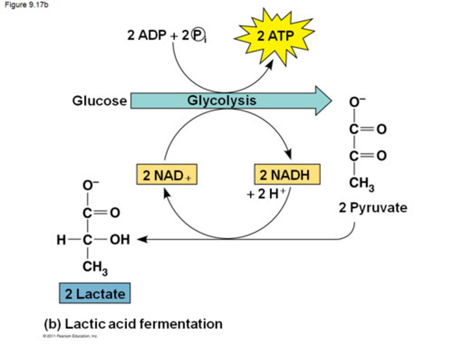 <p>pyruvate is converted to lactate and oxidizing NADH in the process to create more NAD+</p>
