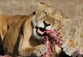 <p>carnivore</p>