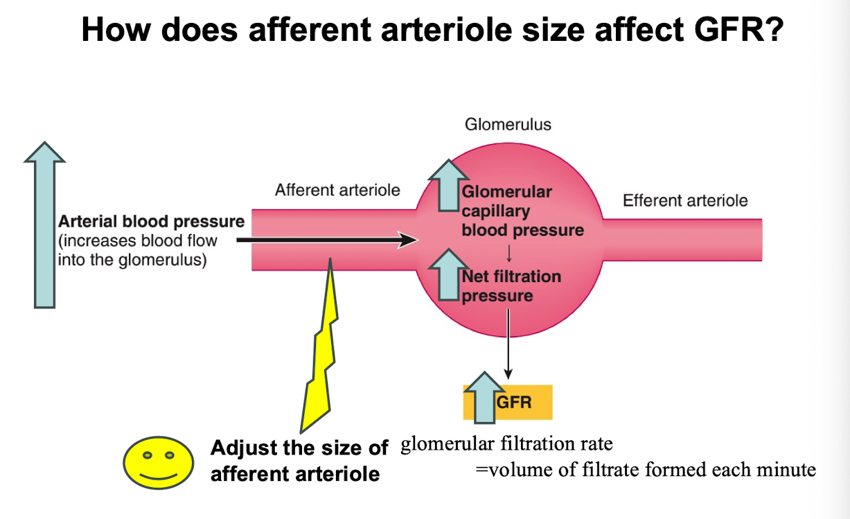 <p>Adjust the size of afferent artieole</p>