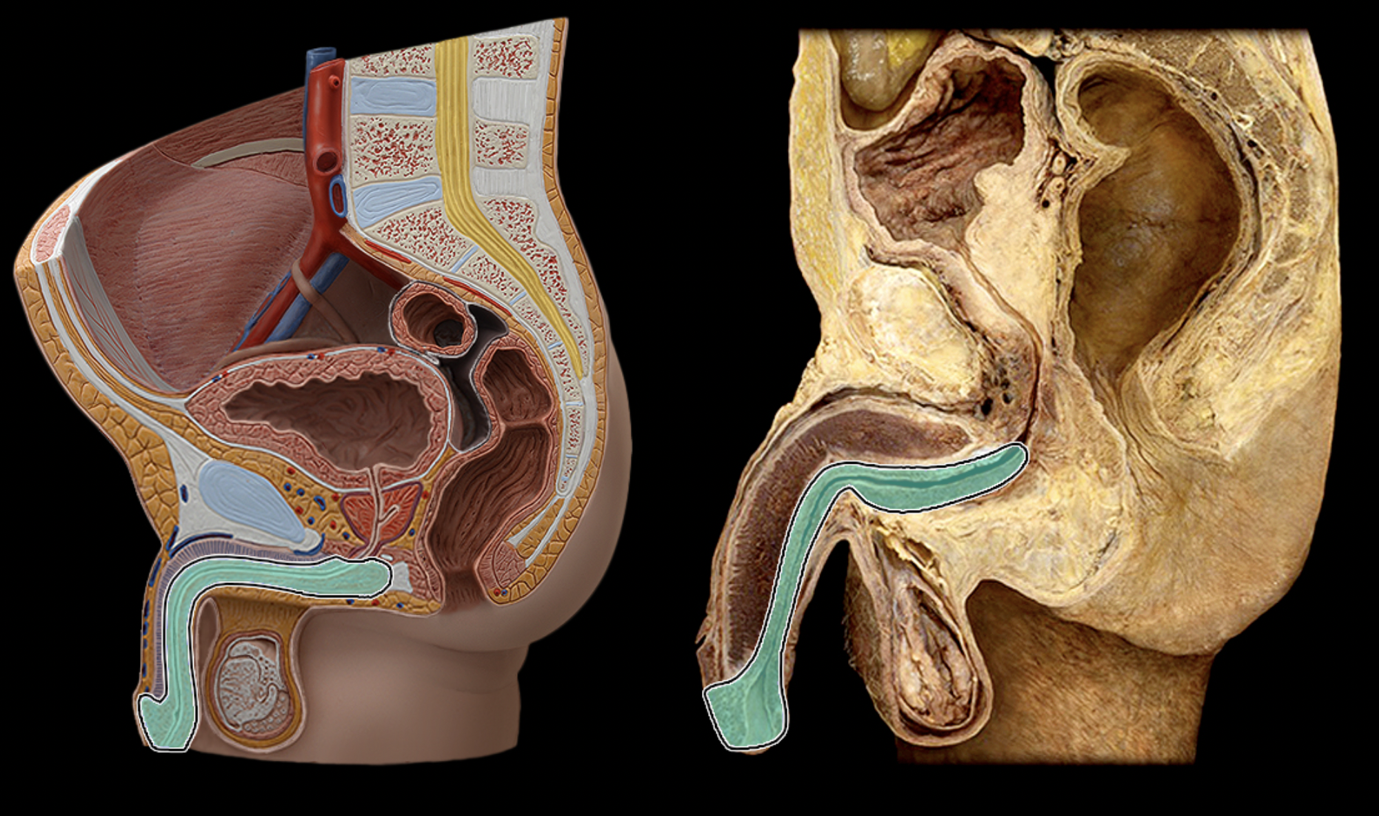 <p>What structure is shown?</p>